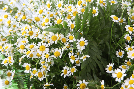 Букет с ромашками Летний полдень Букет с ромашками Летний полдень