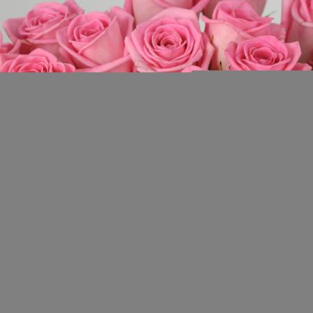 Букет 35 роз Розовая звезда Букет 35 роз Розовая звезда