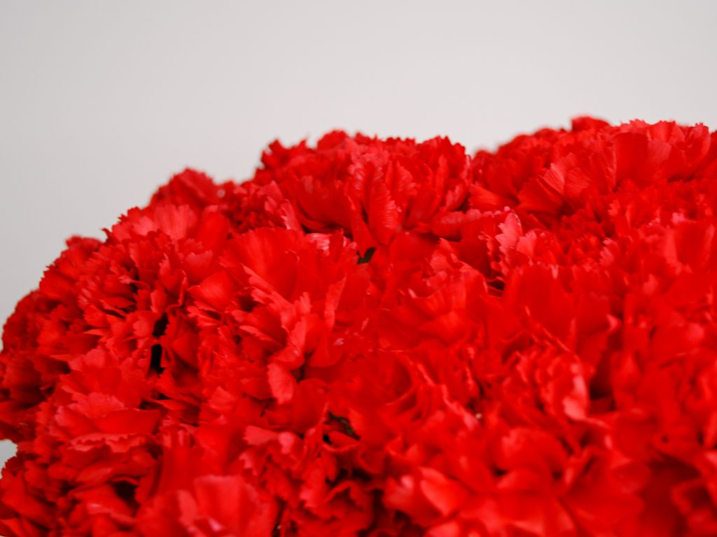 Букет 41 гвоздика Букет 41 гвоздика