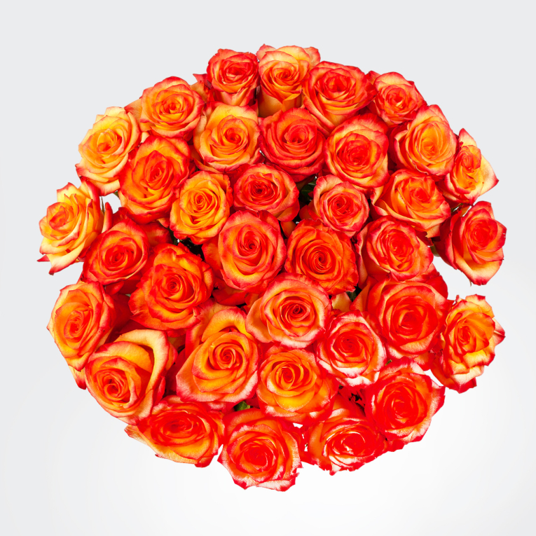 Букет 35 роз Хай Мэджик Букет 35 роз Хай Мэджик