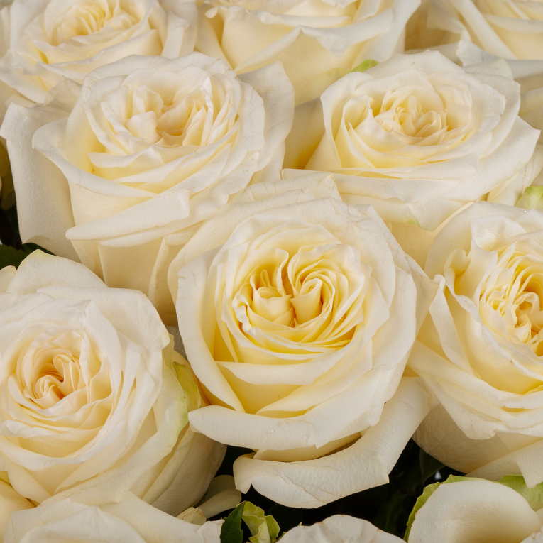 Букет 25 роз Кэндл Лайт (Эквадор), 60 см Букет 25 роз Кэндл Лайт (Эквадор), 60 см