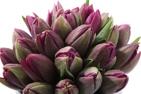 Букет 25 королевских тюльпанов в коробке, пурпурные Букет 25 королевских тюльпанов в коробке, пурпурные