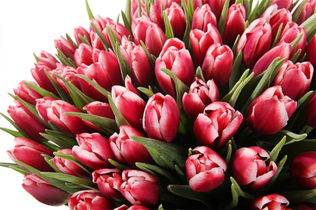 Букет 101 королевский тюльпан в голубой коробке, алые Букет 101 королевский тюльпан в голубой коробке, алые