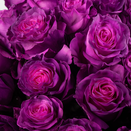 Букет 35 роз Лунный рассвет Букет 35 роз Лунный рассвет