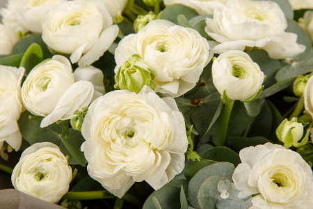 Букет из 23 ранункулюсов Ангельская трель Букет из 23 ранункулюсов Ангельская трель