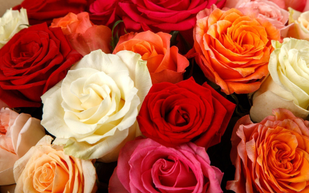 Букет из 25 роз Аморе мио Букет из 25 роз Аморе мио