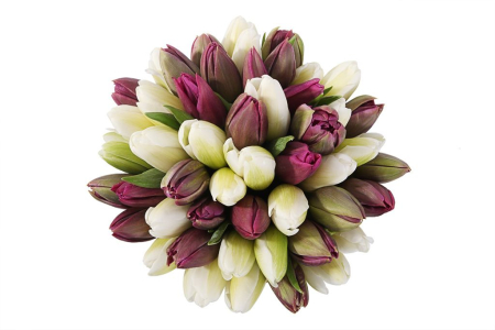 Букет 51 королевский тюльпан в коричневой коробке, бело-пурпурный микс Букет 51 королевский тюльпан в коричневой коробке, бело-пурпурный микс