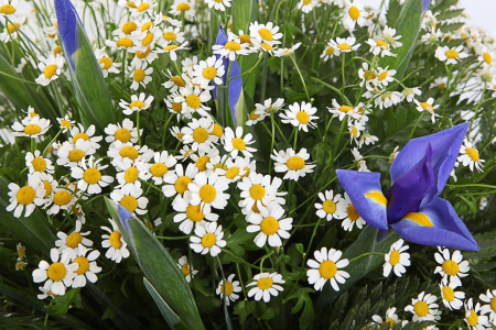 Букет с ромашками Праздник весны Букет с ромашками Праздник весны