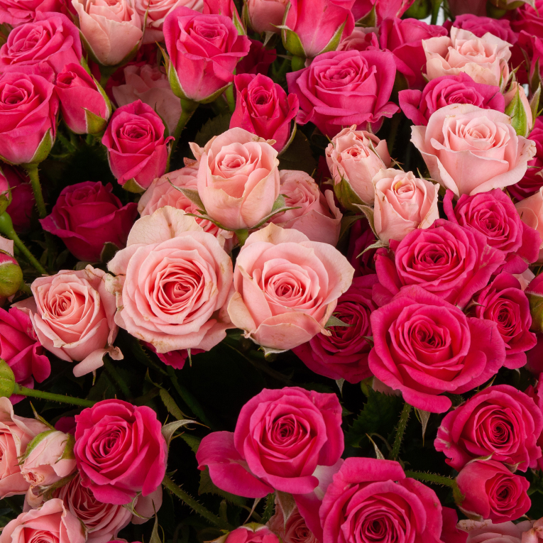 Букет из 51 розы Розовая Венера Букет из 51 розы Розовая Венера