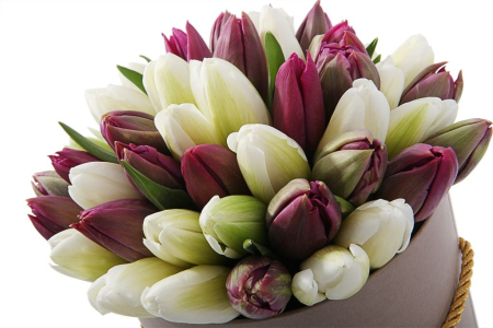 Букет 51 королевский тюльпан в коричневой коробке, бело-пурпурный микс Букет 51 королевский тюльпан в коричневой коробке, бело-пурпурный микс