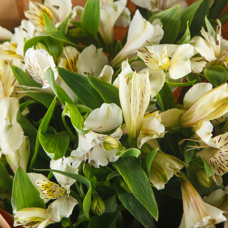 Букет альстромерий Белый свет Букет альстромерий Белый свет
