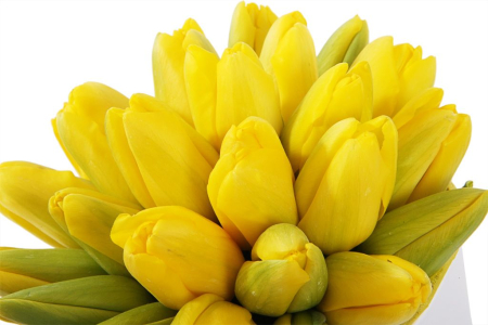 Букет 25 королевских тюльпанов в белой коробке, желтые Букет 25 королевских тюльпанов в белой коробке, желтые