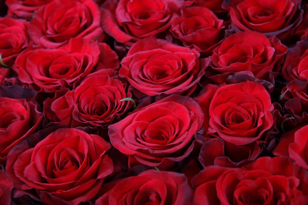 Букет 55 роз Ред Париж в шляпной коробке Букет 55 роз Ред Париж в шляпной коробке