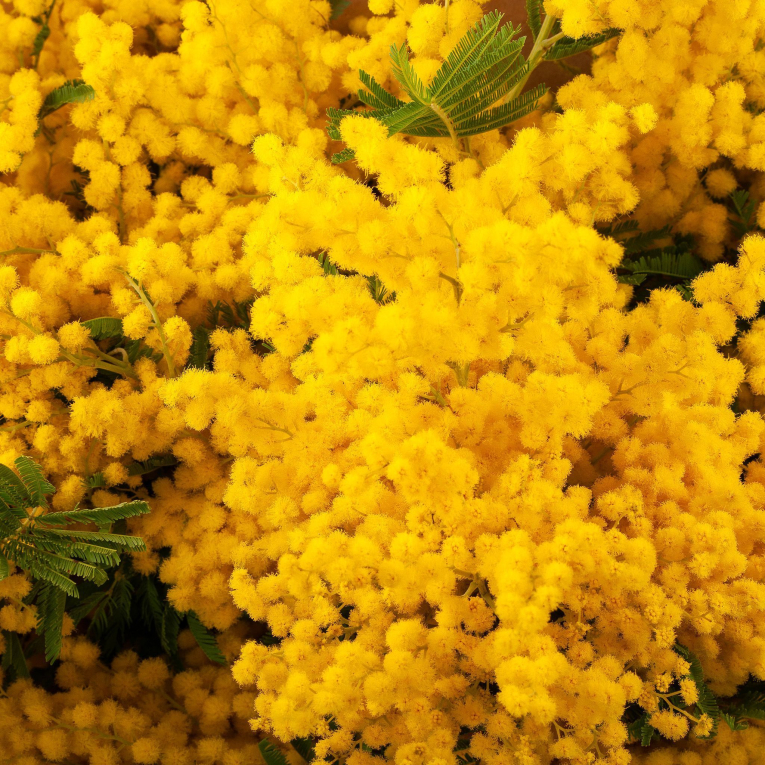 Букет мимозы Теплые объятия (миди) Букет мимозы Теплые объятия (миди)