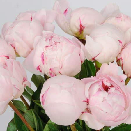 Букет из пионов 11 комплиментов Букет из пионов 11 комплиментов