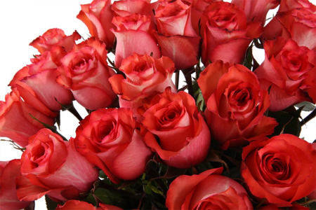 Букет 35 роз Игуана, коралловые Букет 35 роз Игуана, коралловые