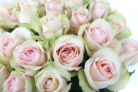 Букет 35 роз Ла Бель Букет 35 роз Ла Бель