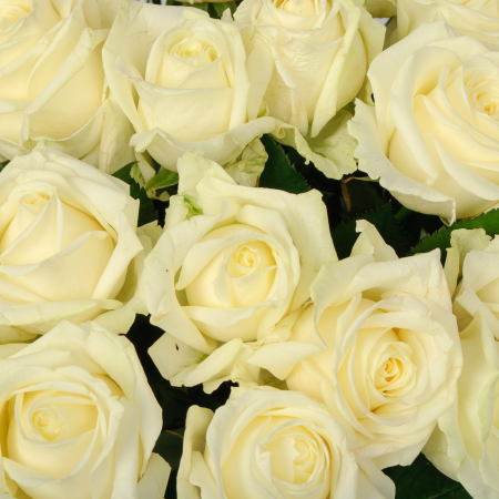 Букет 35 роз Аваланш 60/70 см Букет 35 роз Аваланш 60/70 см