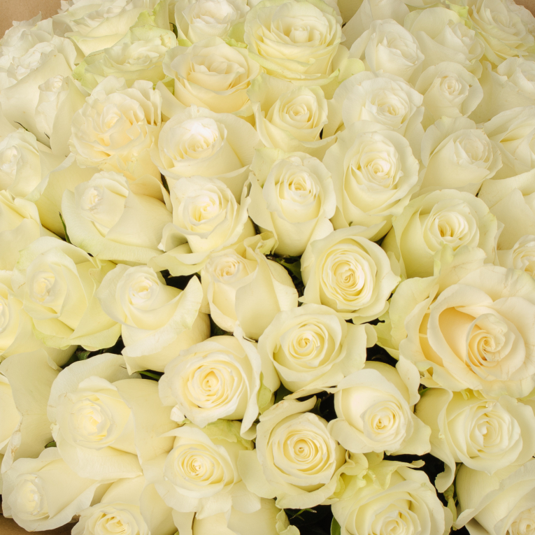 Букет из 101 белой розы Аляска Букет из 101 белой розы Аляска