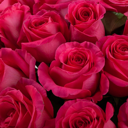 Букет 35 роз Пинк Флойд (Эквадор), 60 см Букет 35 роз Пинк Флойд (Эквадор), 60 см