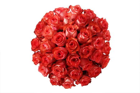 Букет 35 роз Игуана в шляпной коробке Букет 35 роз Игуана в шляпной коробке