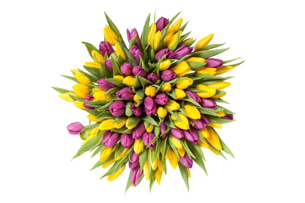 Букет 101 тюльпан, желто-фиолетовые Букет 101 тюльпан, желто-фиолетовые