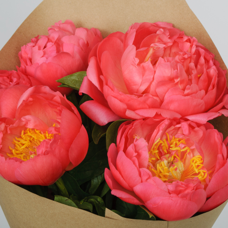 Букет 5 пионов В порыве чувств Букет 5 пионов В порыве чувств