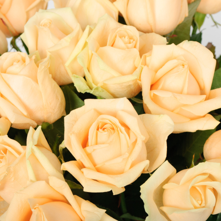 Букет 19 роз Пич Аваланш Букет 19 роз Пич Аваланш