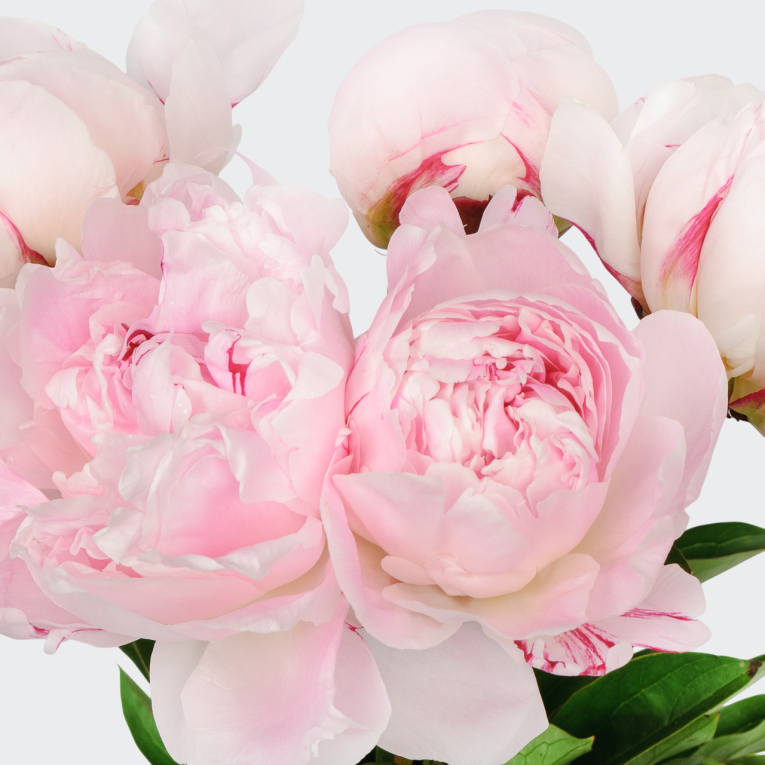 Букет из пионов 5 комплиментов Букет из пионов 5 комплиментов