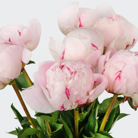 Букет из пионов 7 комплиментов Букет из пионов 7 комплиментов