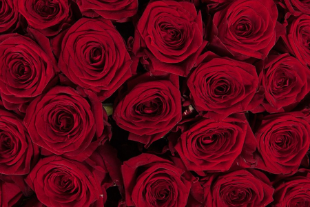 Букет 101 красная роза 60/70 см Букет 101 красная роза 60/70 см