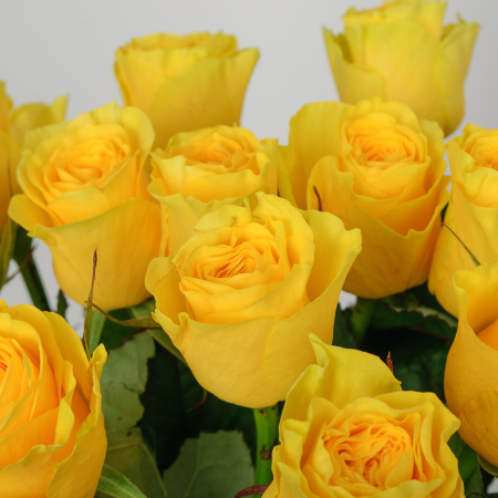 Букет 15 роз Илиос Букет 15 роз Илиос