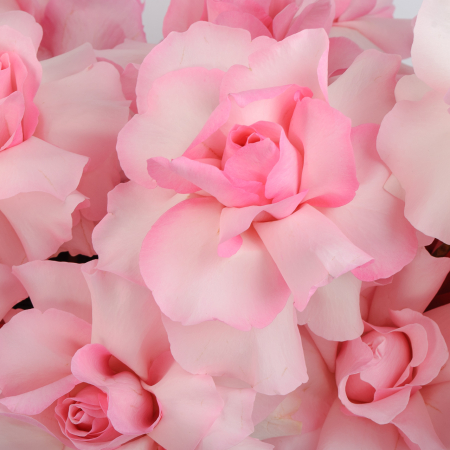 Композиция в кашпо Розовый шелк Композиция в кашпо Розовый шелк