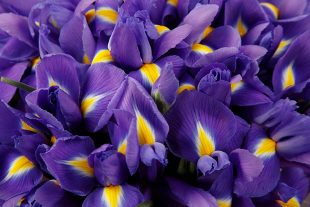 Букет из ирисов в шляпной коробке Ириска Букет из ирисов в шляпной коробке Ириска