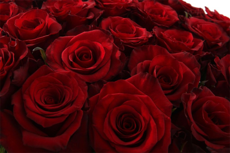 Букет 31 роза Ред Париж Букет 31 роза Ред Париж