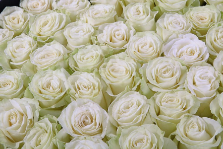 Букет 55 роз Мондиаль в шляпной коробке Букет 55 роз Мондиаль в шляпной коробке