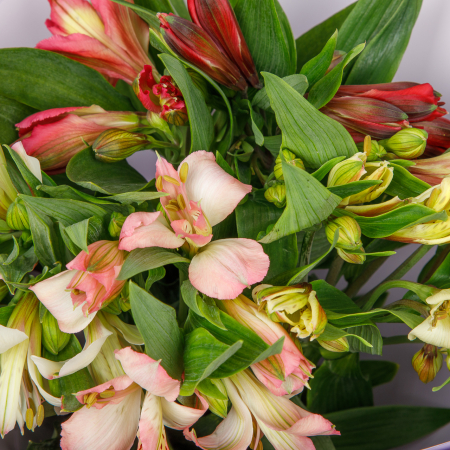 Букет Затерянный мир (5 альстромерий) Букет Затерянный мир (5 альстромерий)