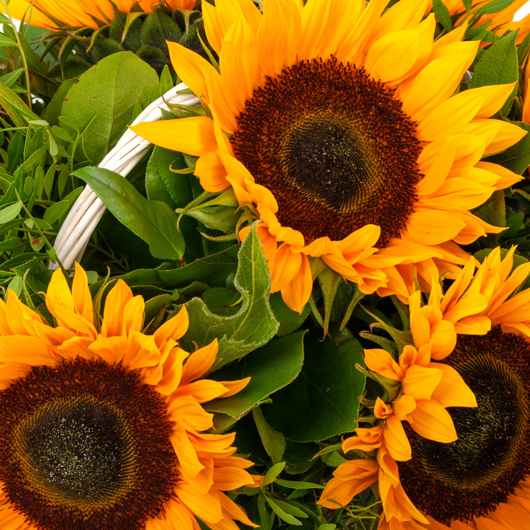 Цветы в корзине Солнечное лето Цветы в корзине Солнечное лето