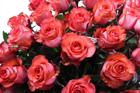 Букет 35 роз Игуана в корзине Букет 35 роз Игуана в корзине