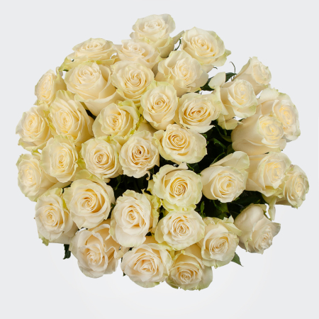 Букет 35 роз Мондиаль Букет 35 роз Мондиаль