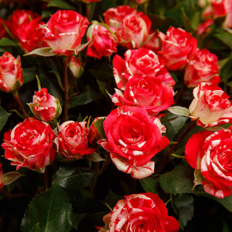 Букет 15 кустовых роз Фаер воркс Букет 15 кустовых роз Фаер воркс