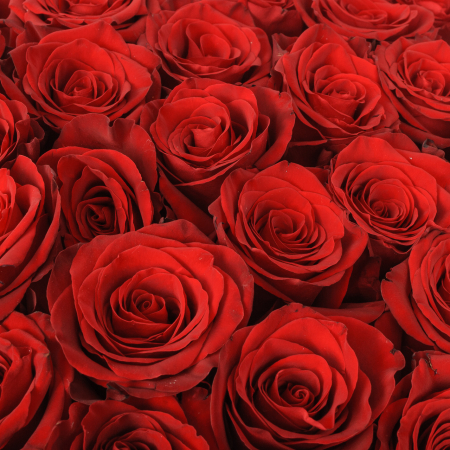 Букет 35 роз Высокие чувства Букет 35 роз Высокие чувства