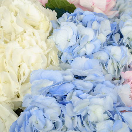 Букет 11 гортензий Цветочные облака Букет 11 гортензий Цветочные облака