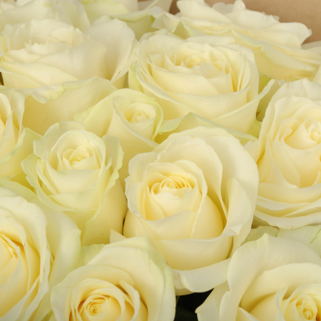 Букет 19 роз Аваланш (40 см) Букет 19 роз Аваланш (40 см)