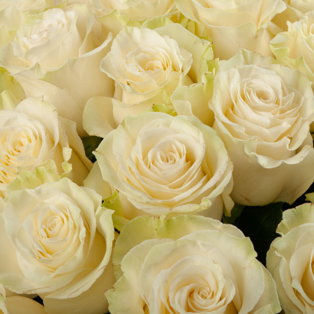 Букет 35 роз Мондиаль Букет 35 роз Мондиаль