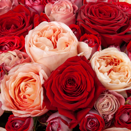 Букет 55 роз Бескрайняя любовь Букет 55 роз Бескрайняя любовь