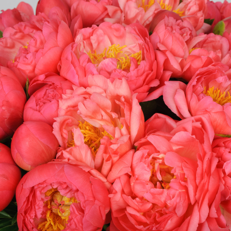 Букет 35 пионов В порыве чувств Букет 35 пионов В порыве чувств