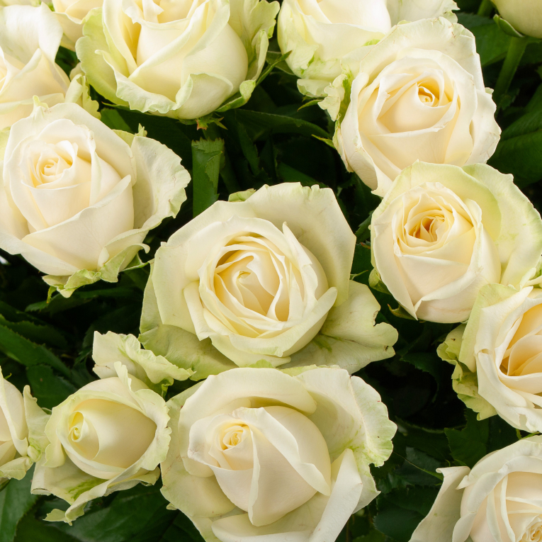 Букет 51 роза Аваланш 50/60 см Букет 51 роза Аваланш 50/60 см