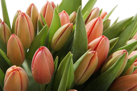 Букет 51 королевский тюльпан в голубой коробке, коралловые Букет 51 королевский тюльпан в голубой коробке, коралловые