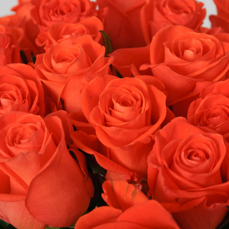 Букет 25 роз Вау Букет 25 роз Вау